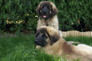 Ifea und Idefix vom Sissy-Haus Ifea und Idefix vom Sissy-Haus
