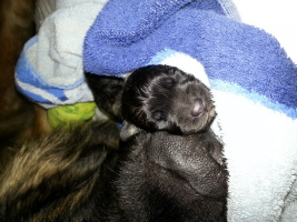 Violet und Welpe Amina Violet und Welpe Amina