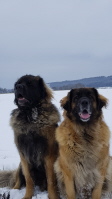 Otso und Zoe 2017 Otso und Zoe 2017