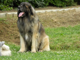 Vater. Grimm Psia Psota Vater. Grimm Psia Psota