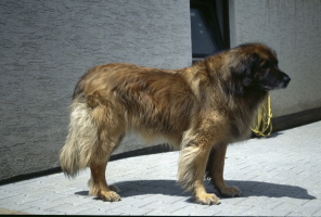 Jessy vom Roßbach (Bina) Jessy vom Roßbach (Bina)