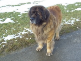 Topas vom Sissy-Haus (Moses) Topas vom Sissy-Haus (Moses)