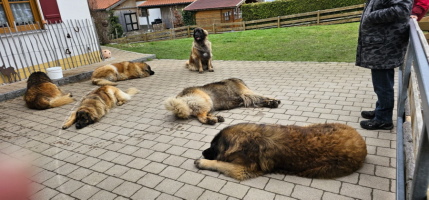 6 x Leonberger so schön 6 x Leonberger so schön