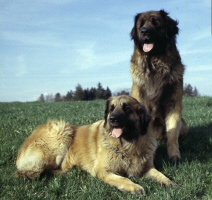 Ifea und Idefix vom Sissy-Haus Ifea und Idefix vom Sissy-Haus