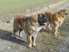 Otso und Zoe Otso und Zoe